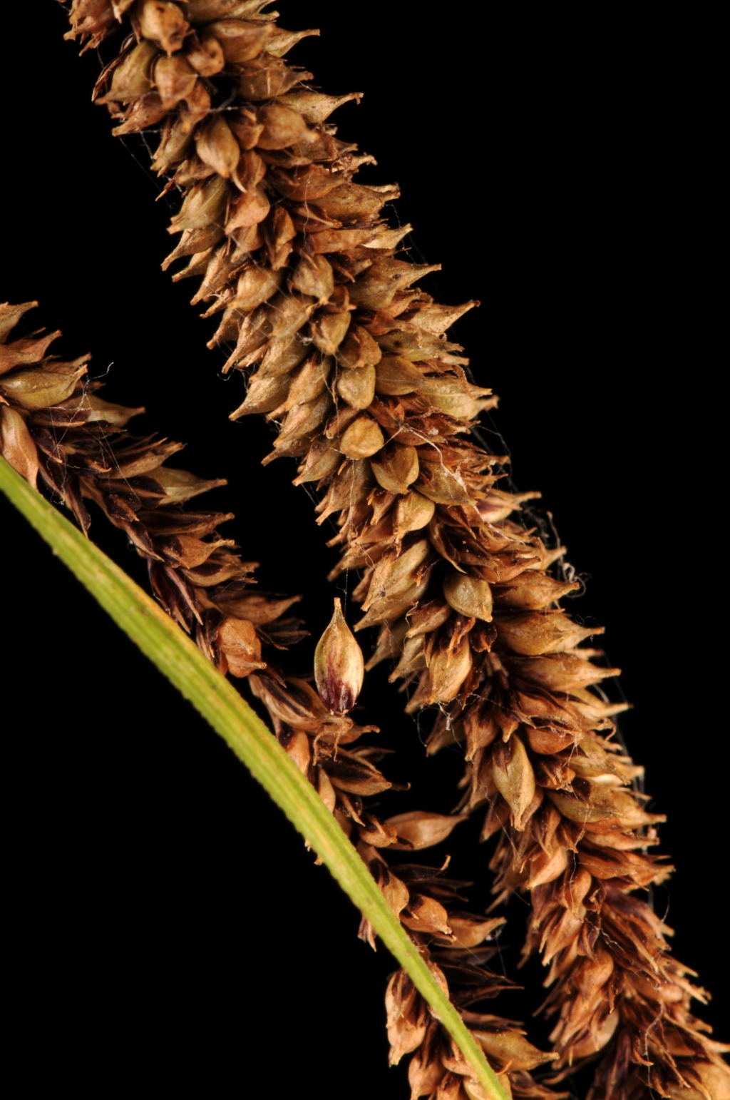 Carex pendula (hero image)