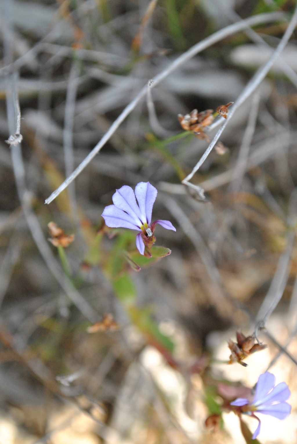 Lobelia anceps (hero image)