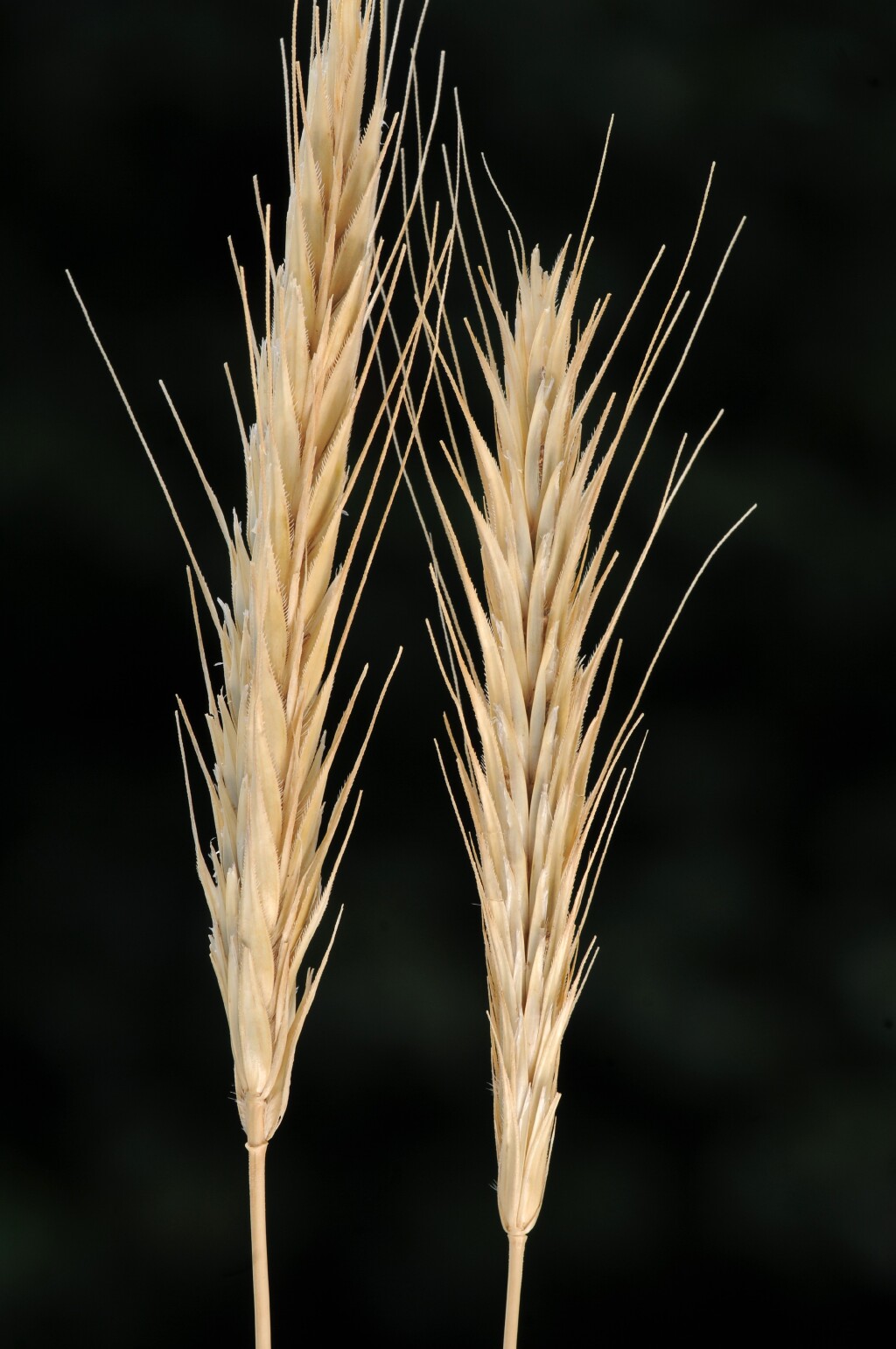 Secale cereale (hero image)