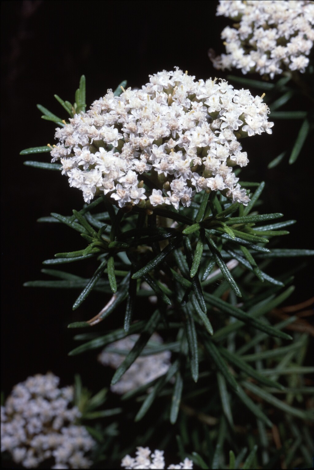 Ozothamnus rogersianus (hero image)