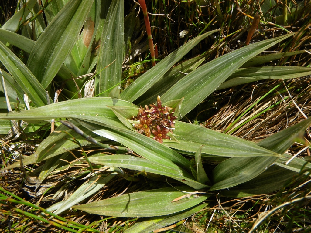 Asteliaceae (hero image)