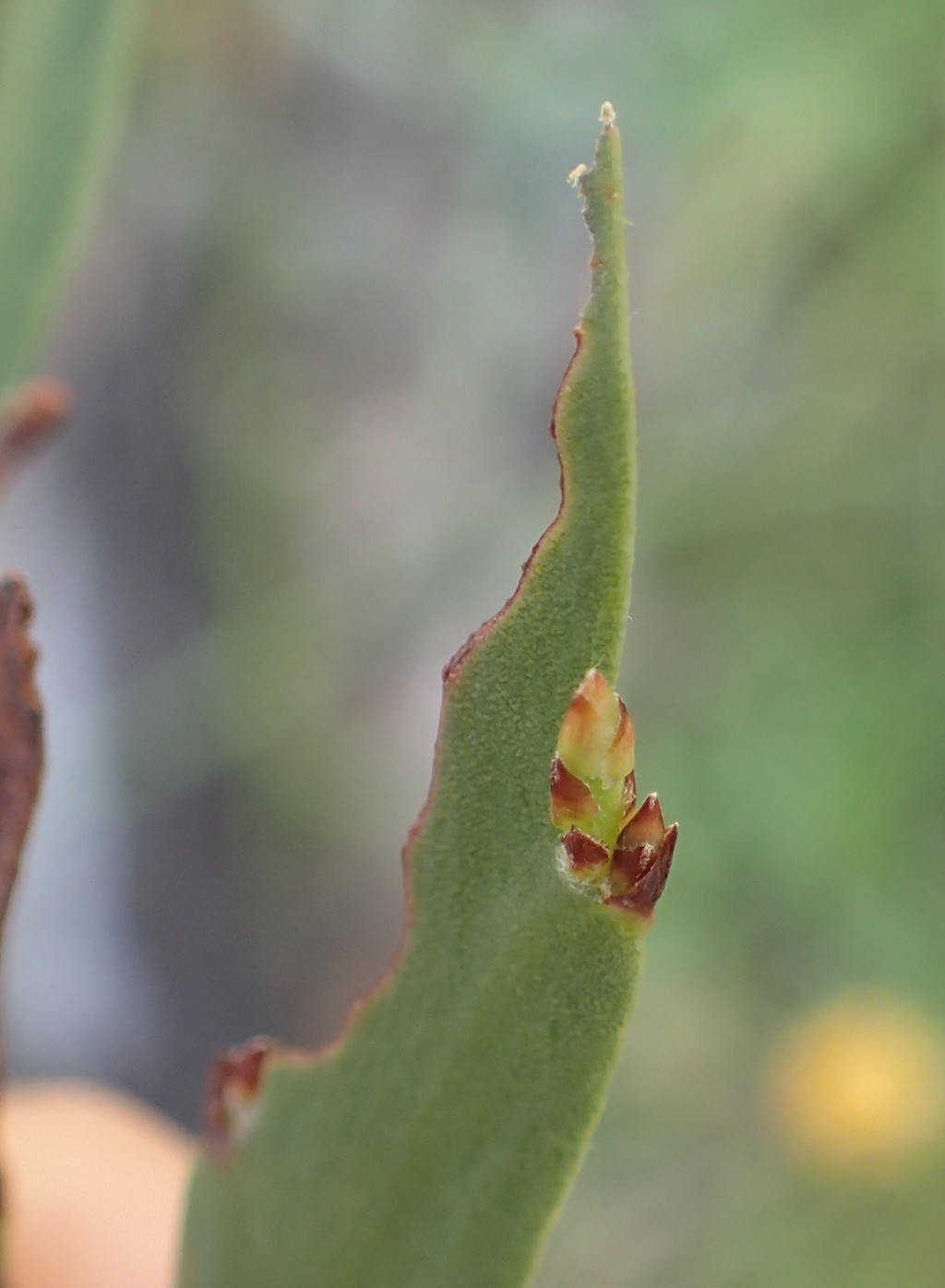 Bossiaea vombata subsp. orientalis (hero image)