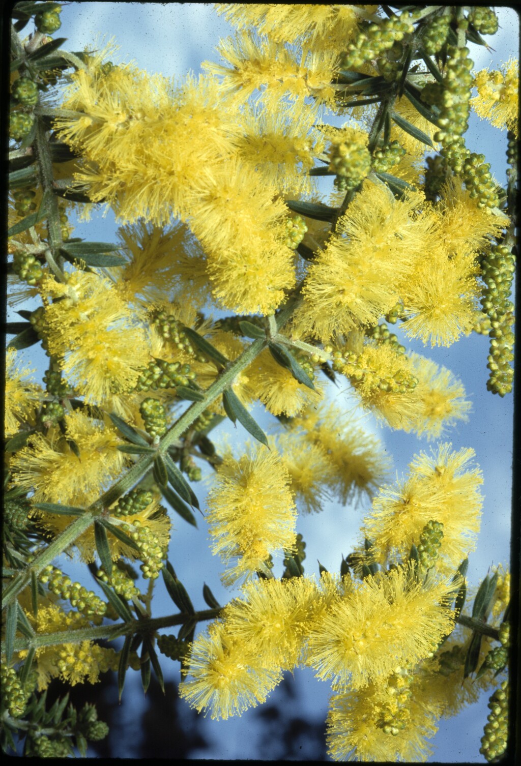 Acacia verticillata (hero image)