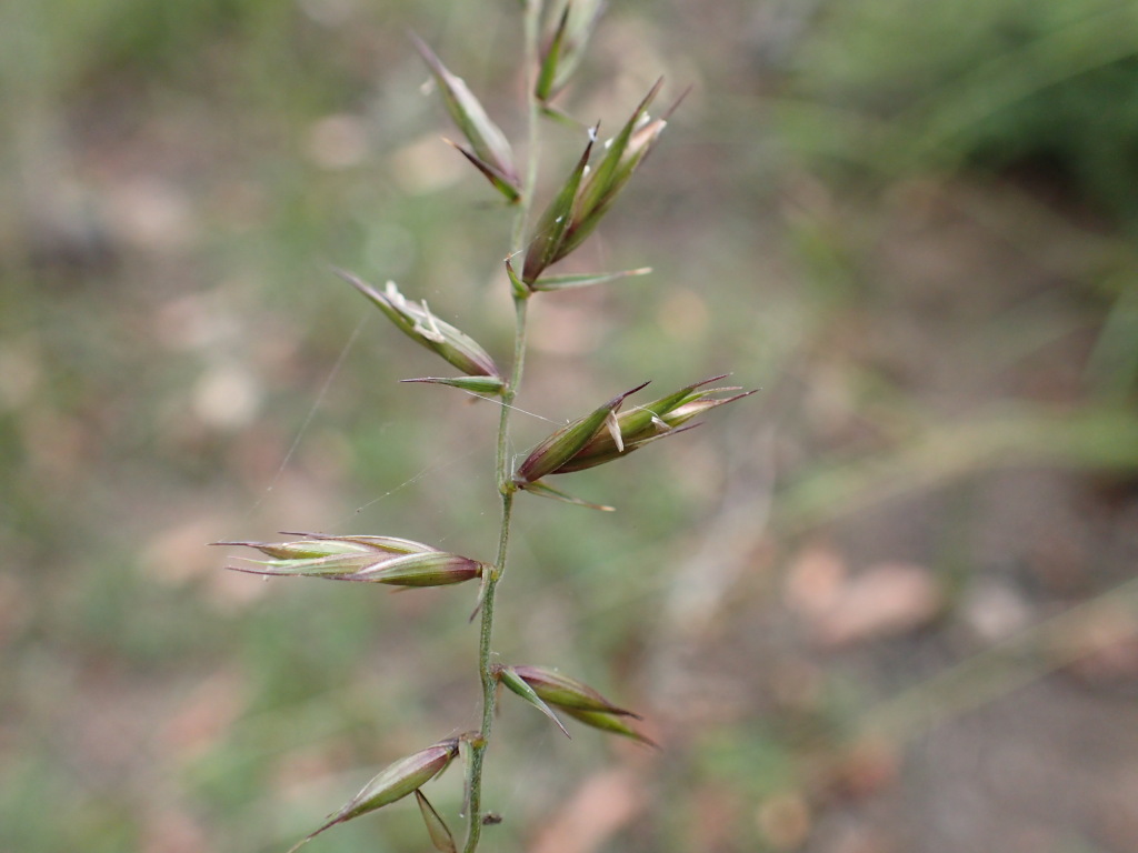 Australopyrum (hero image)