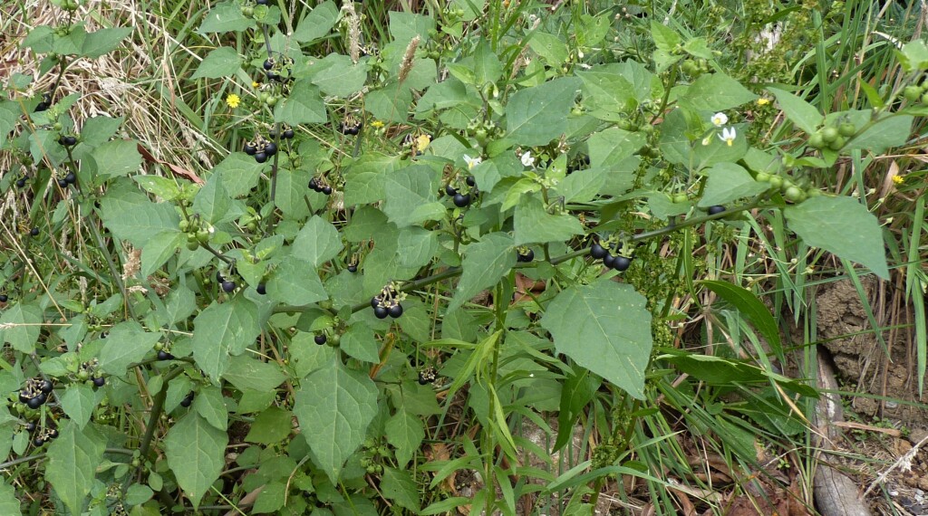 Solanum nigrum (hero image)