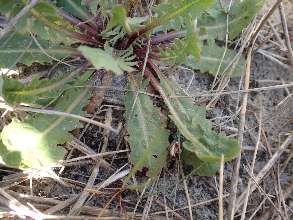 Crepis vesicaria (hero image)