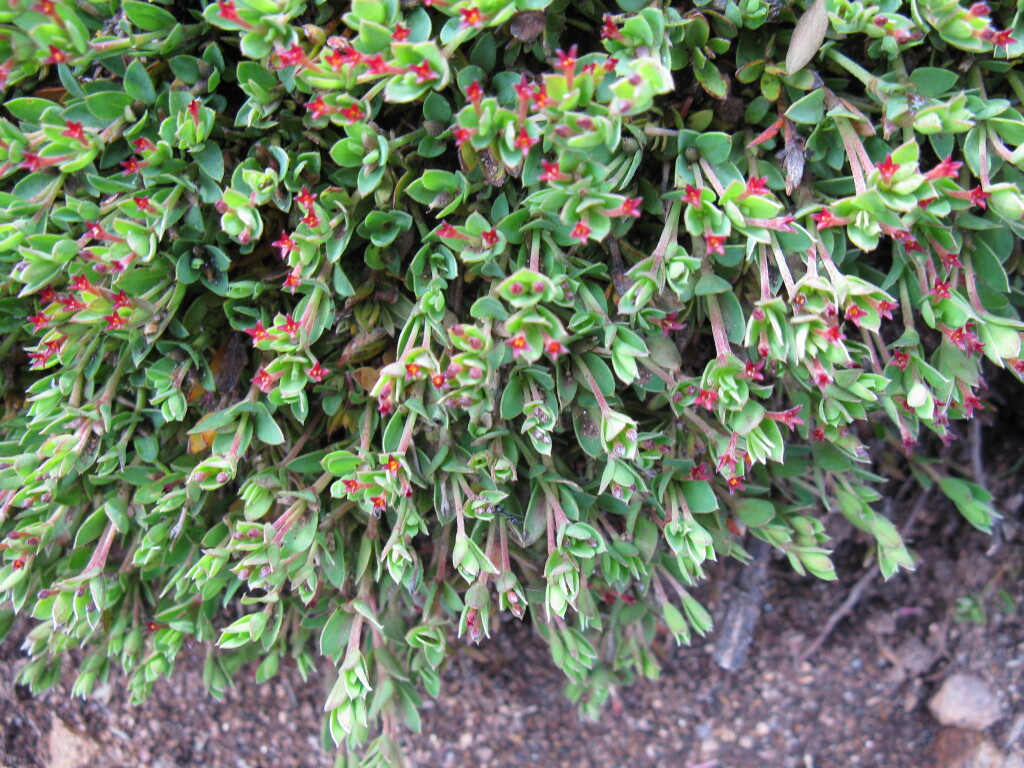 Pimelea biflora (hero image)