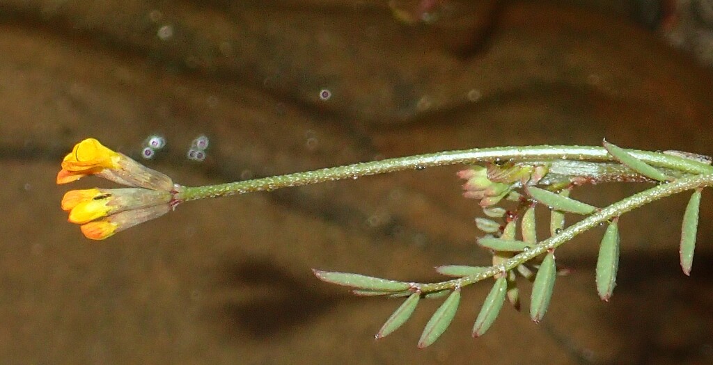 Ornithopus pinnatus (hero image)