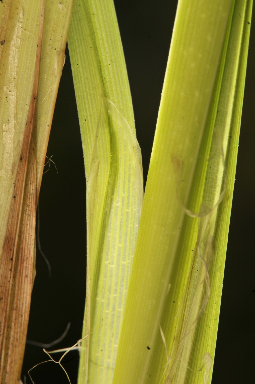 Carex fascicularis (hero image)