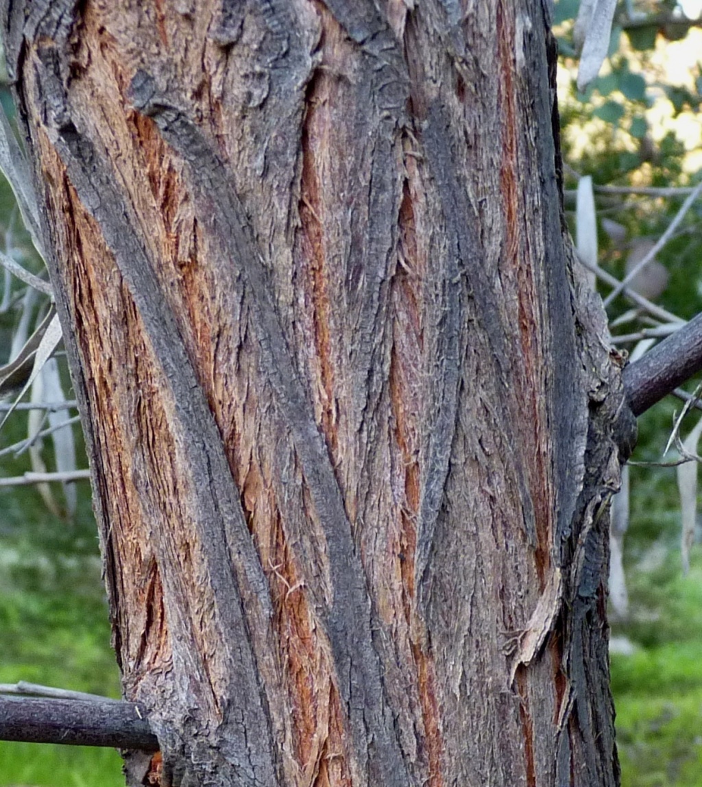 Acacia doratoxylon (hero image)