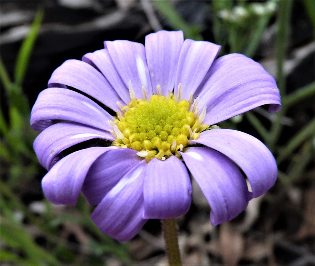 Calotis scabiosifolia var. integrifolia (hero image)