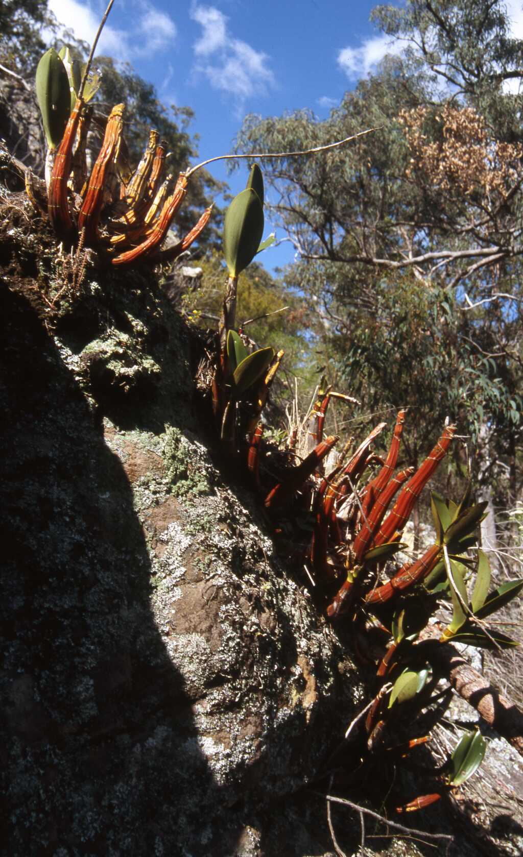 Dendrobium speciosum var. speciosum (hero image)