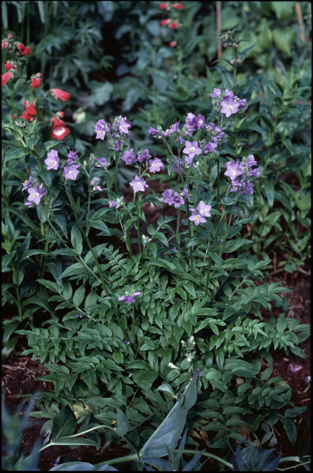 Polemonium caeruleum (hero image)