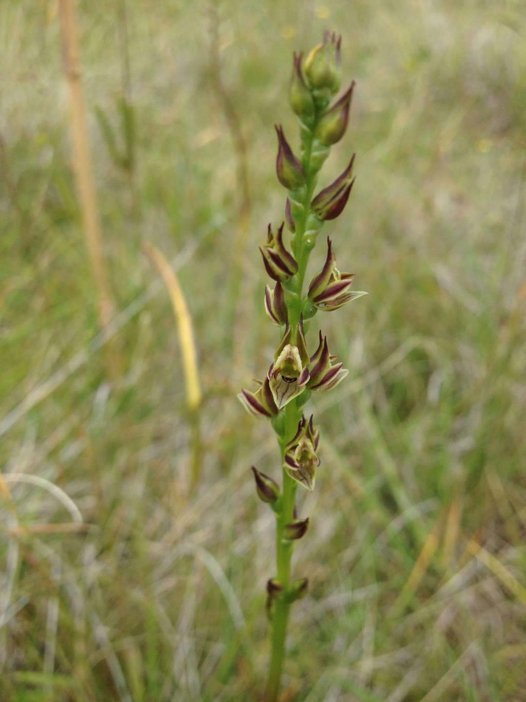 Prasophyllum frenchii (hero image)