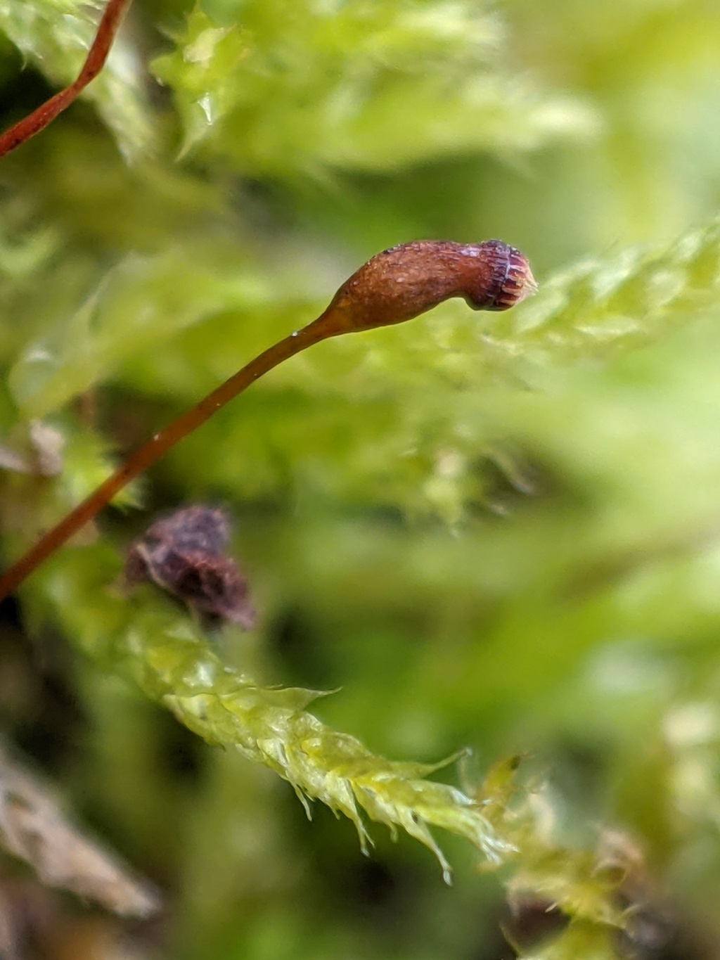 Rhynchostegium laxatum (hero image)