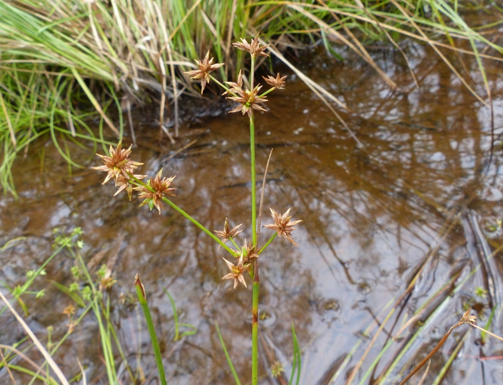 Juncus fockei (hero image)
