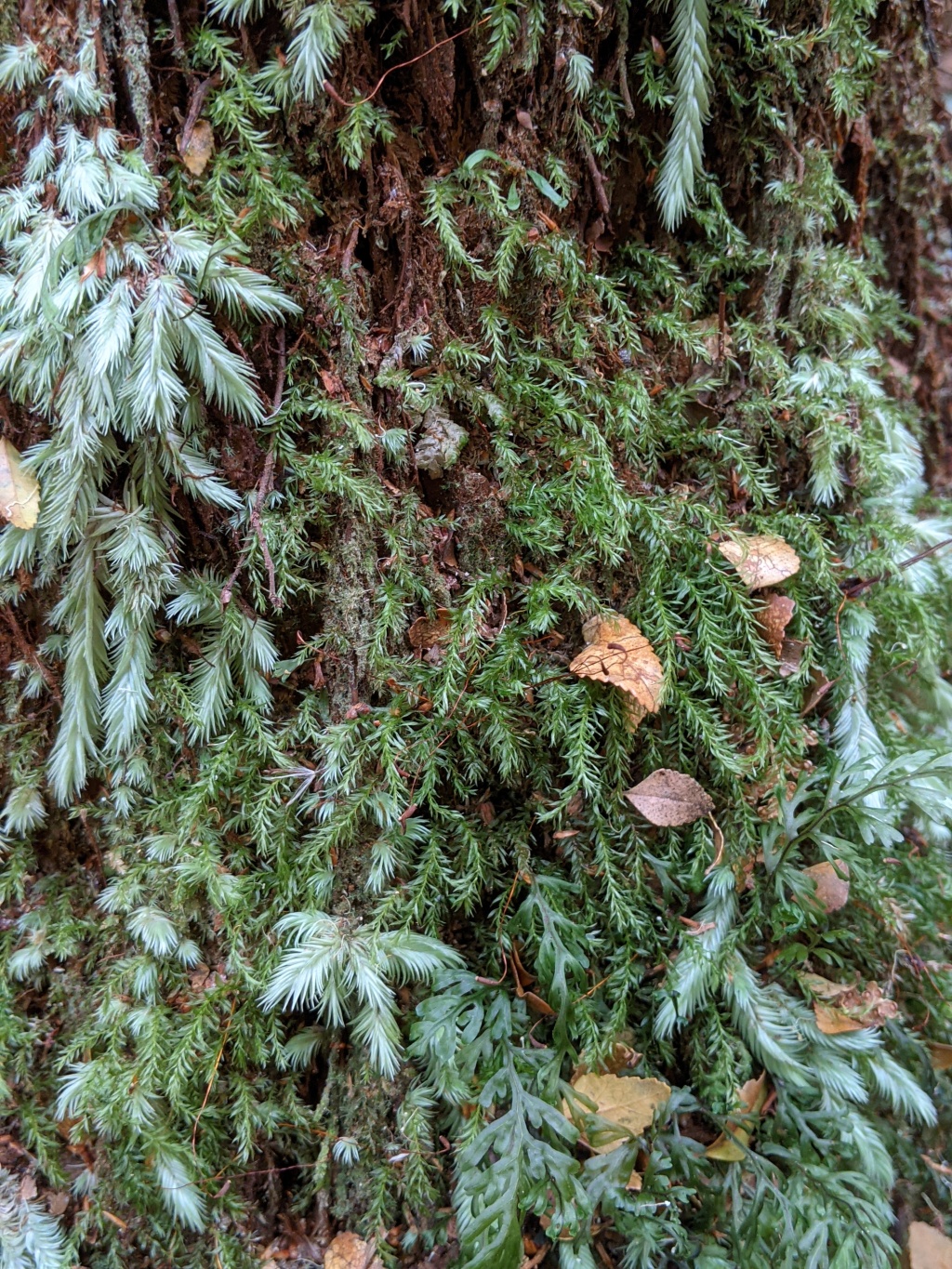Goniobryum (hero image)
