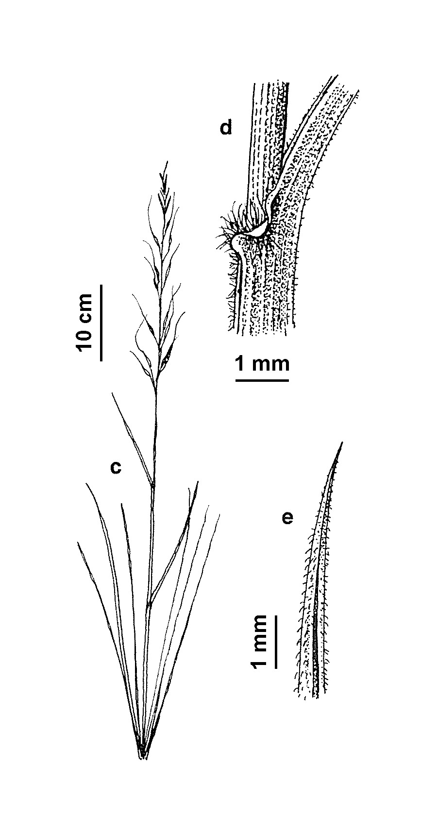 Austrostipa pilata (hero image)