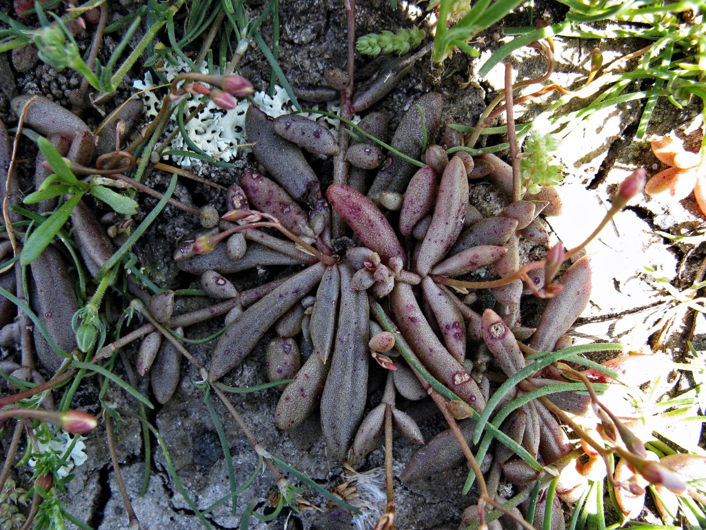 Calandrinia eremaea (hero image)