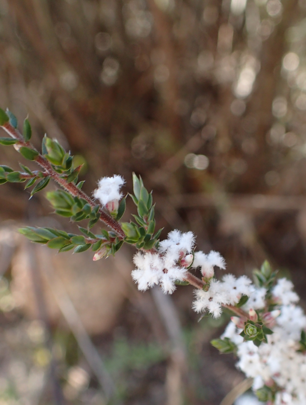 Styphelia attenuata (hero image)