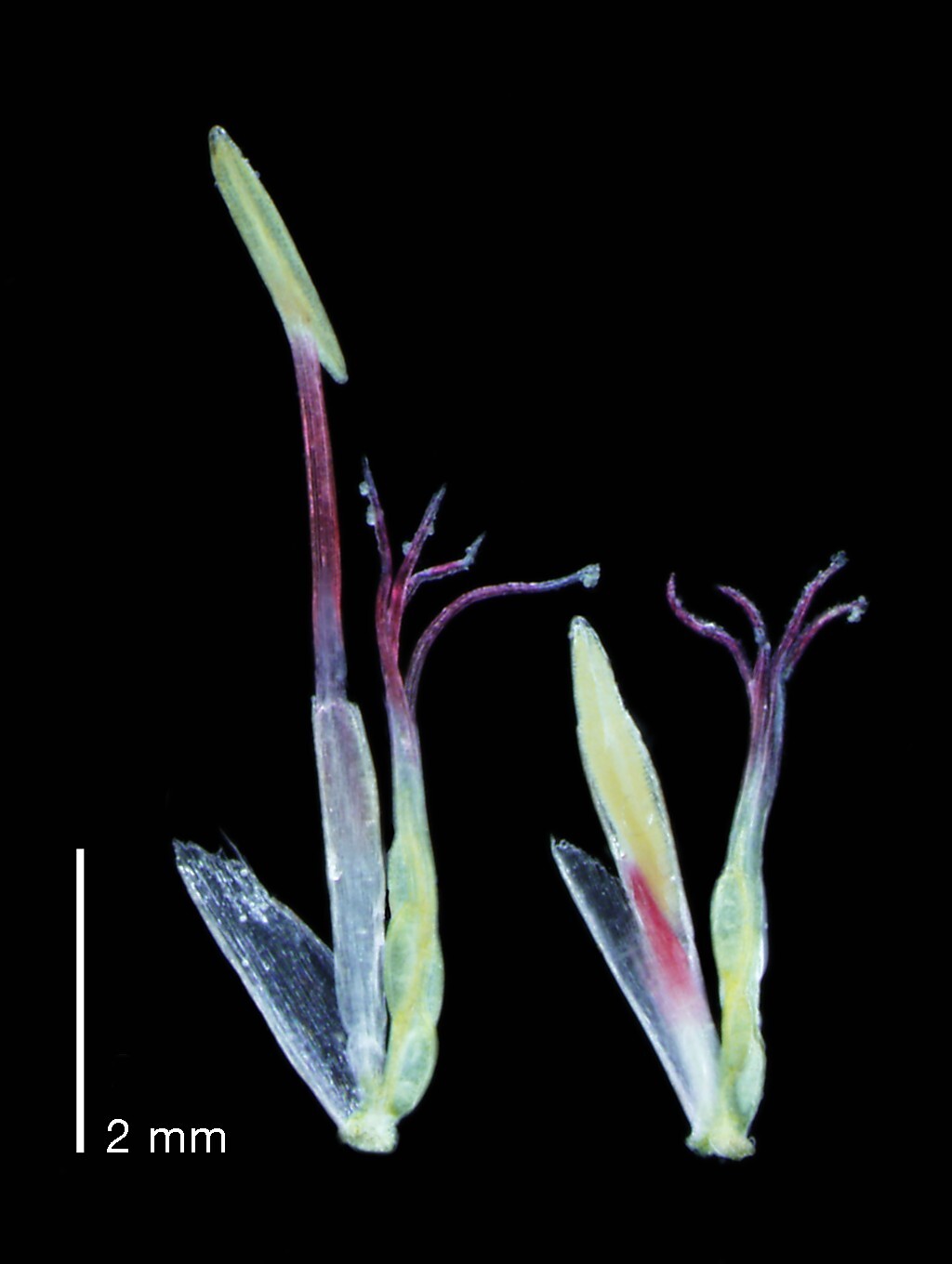 Centrolepis aristata (hero image)