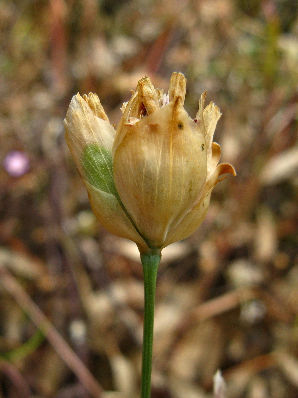 Petrorhagia (hero image)