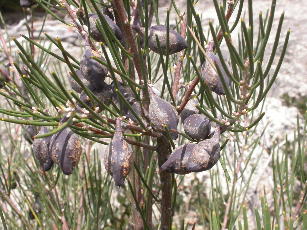 Hakea lissosperma (hero image)