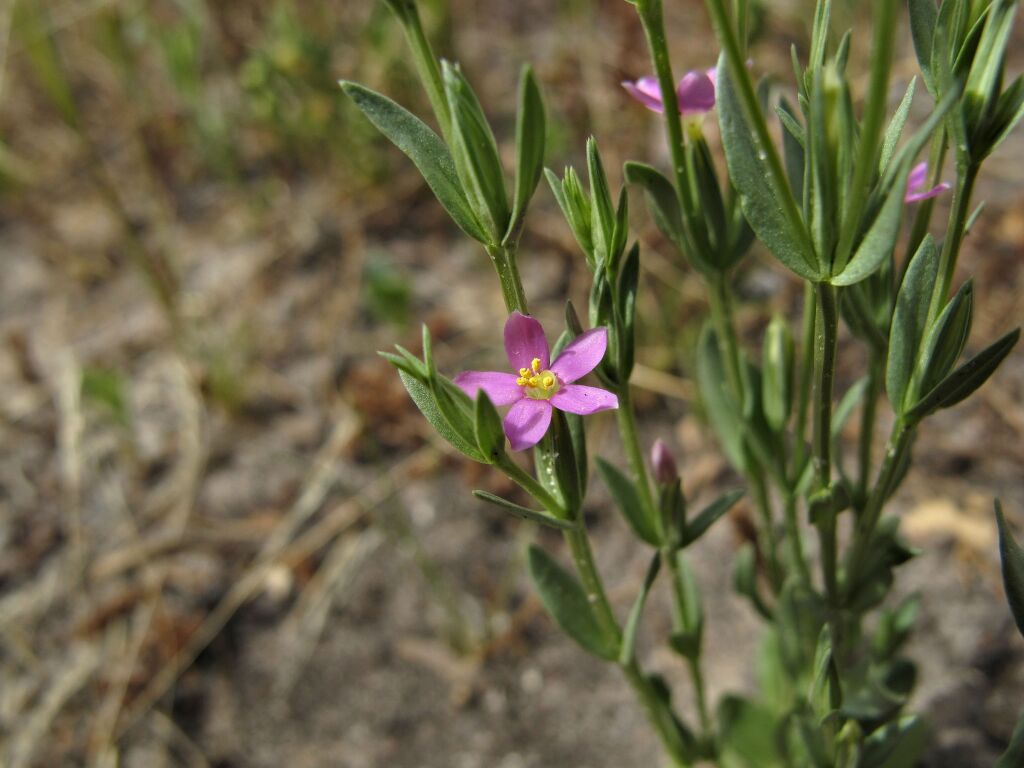 Gentianaceae (hero image)