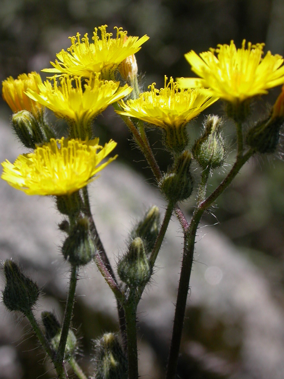 Pilosella piloselloides (hero image)