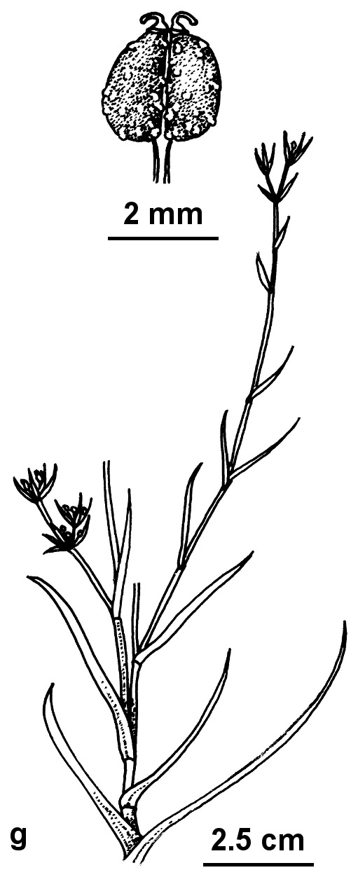 Bupleurum semicompositum (hero image)