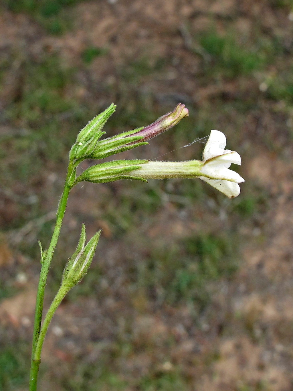 Nicotiana goodspeedii (hero image)