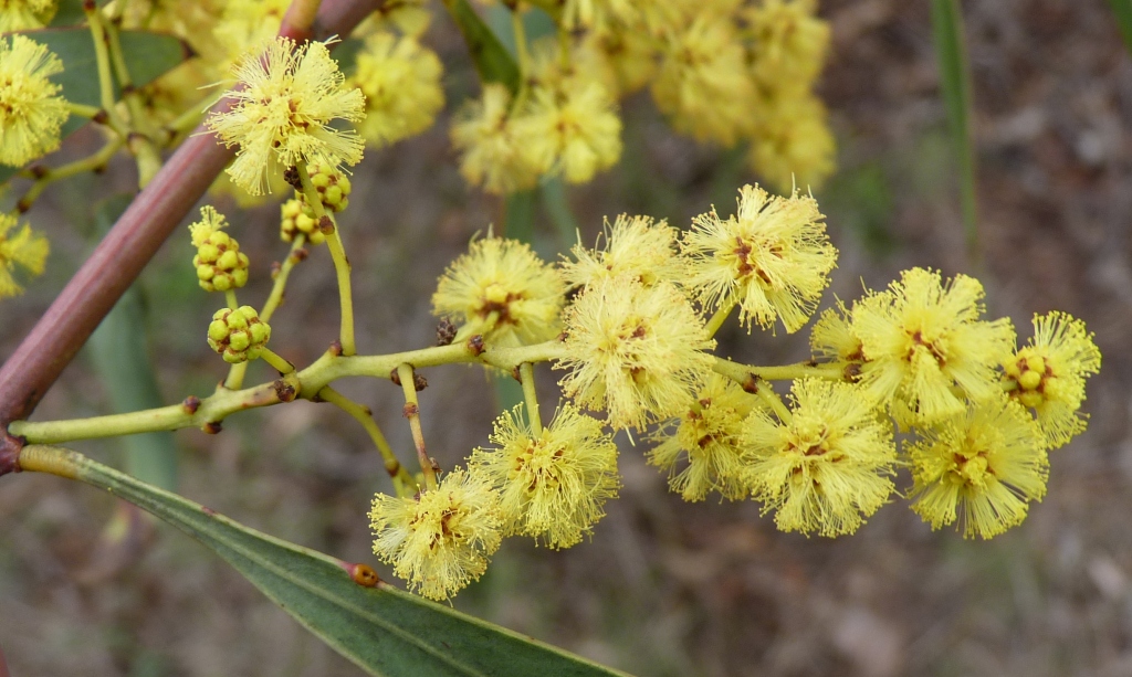 Acacia rubida (hero image)