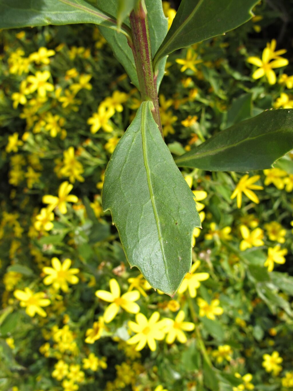 Chrysanthemoides monilifera subsp. monilifera (hero image)