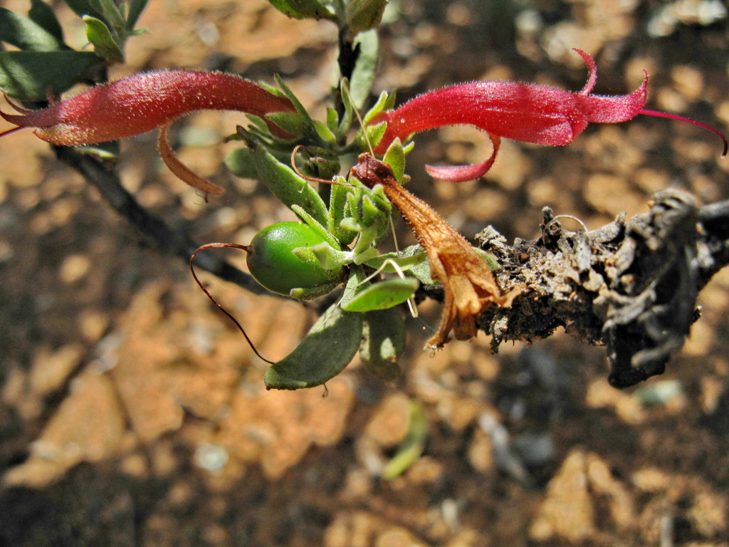 Eremophila glabra subsp. glabra (hero image)