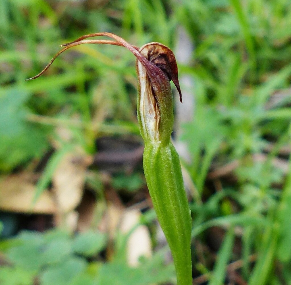 Pterostylis pedunculata (hero image)