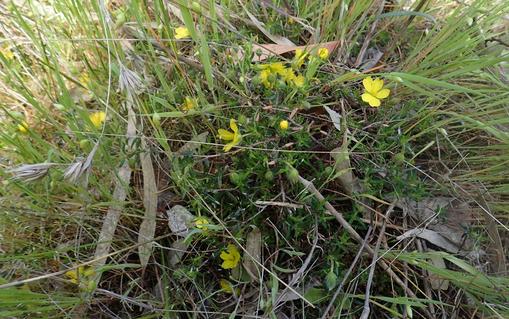 Hibbertia humifusa subsp. erigens (hero image)