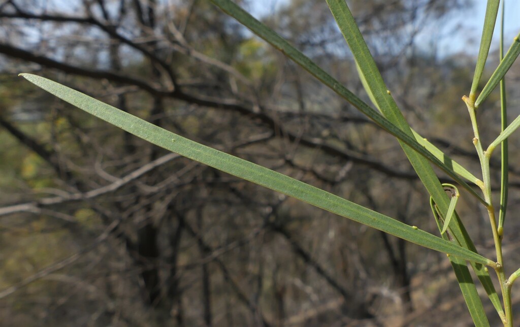 Acacia linearifolia (hero image)
