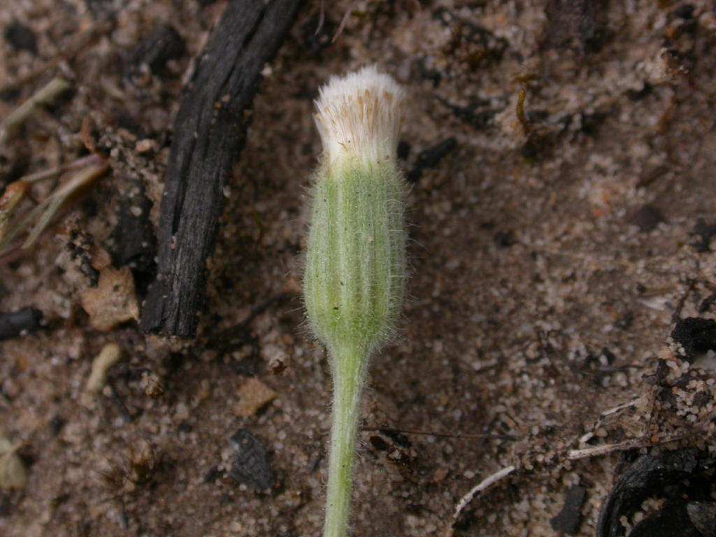 Millotia tenuifolia (hero image)