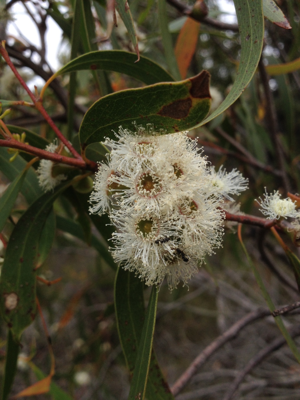 Eucalyptus arenicola (hero image)