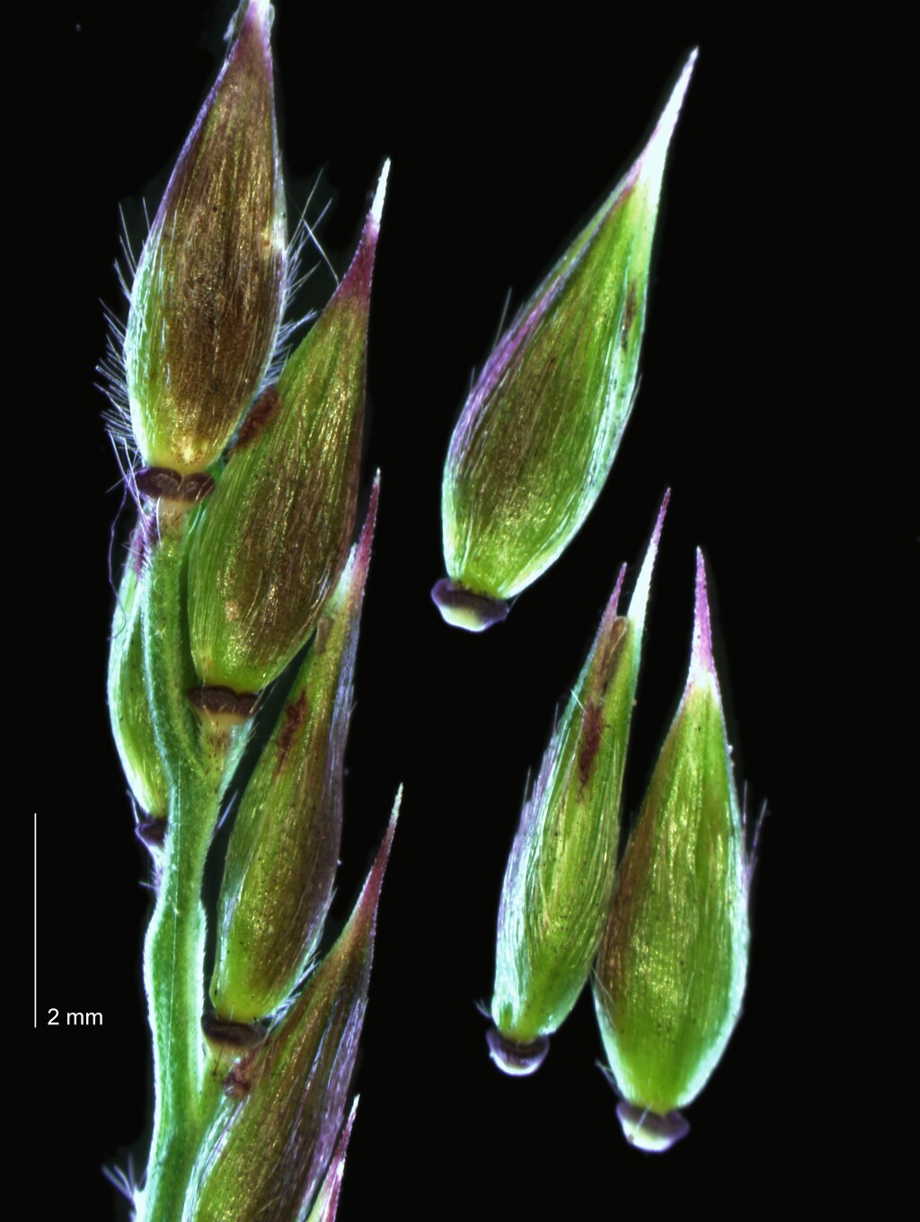 Eriochloa pseudoacrotricha (hero image)