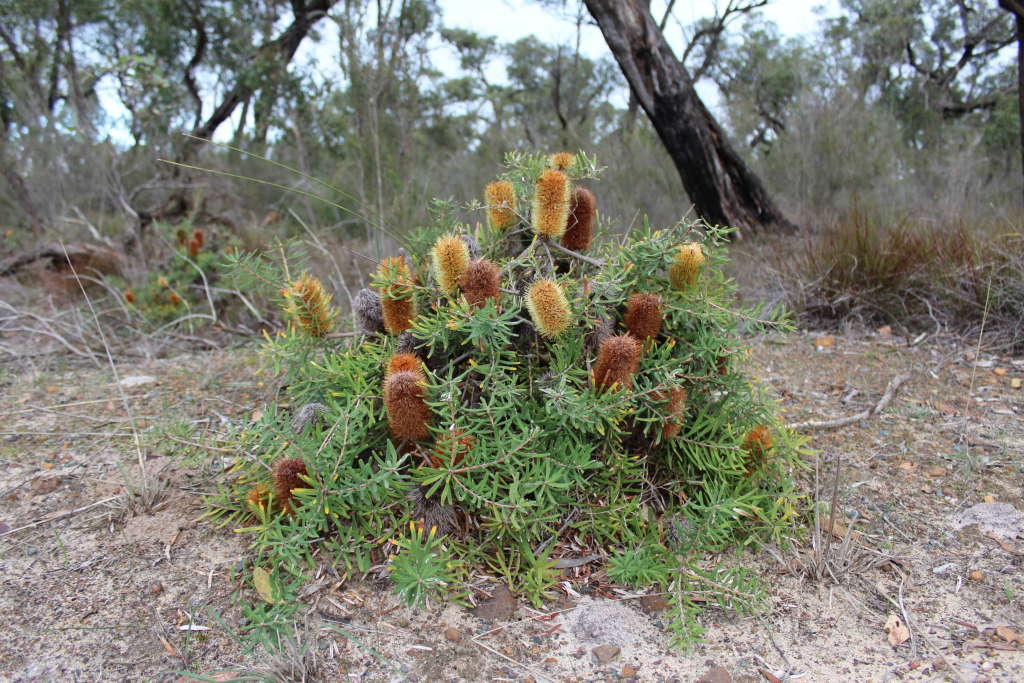 Banksia marginata (hero image)