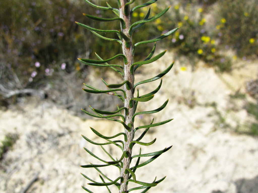 Conospermum patens (hero image)