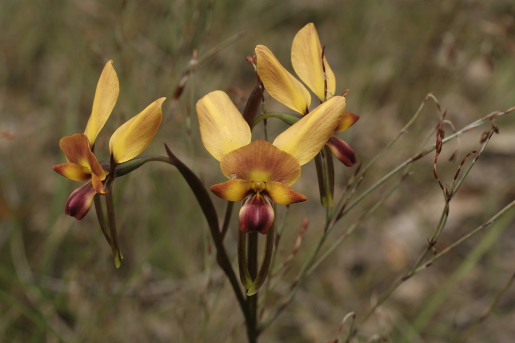 Diuris orientis (hero image)