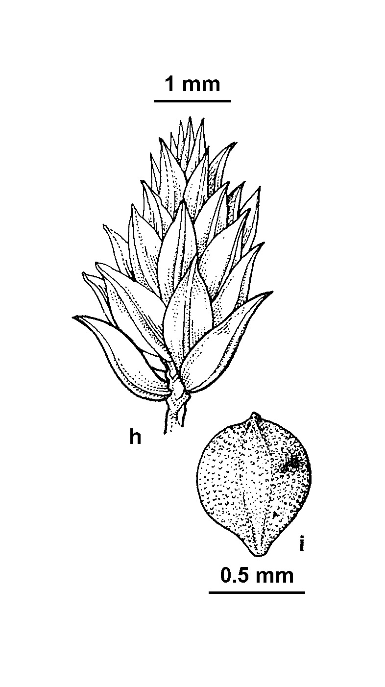 Isolepis victoriensis (hero image)