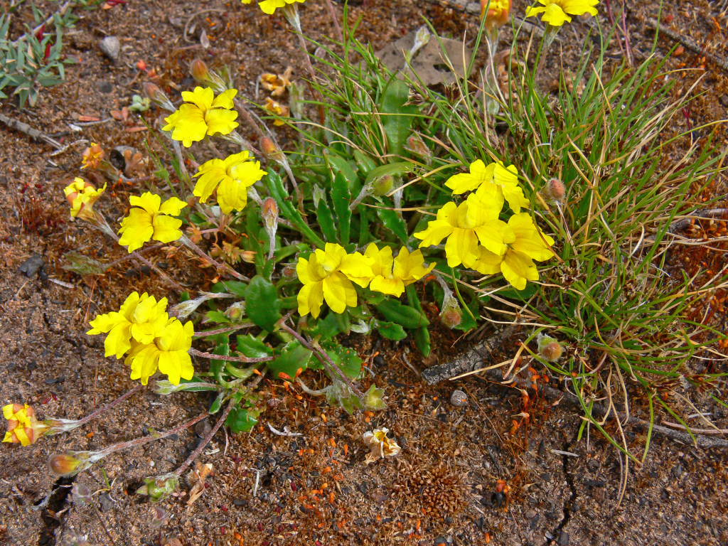 Goodenia blackiana (hero image)