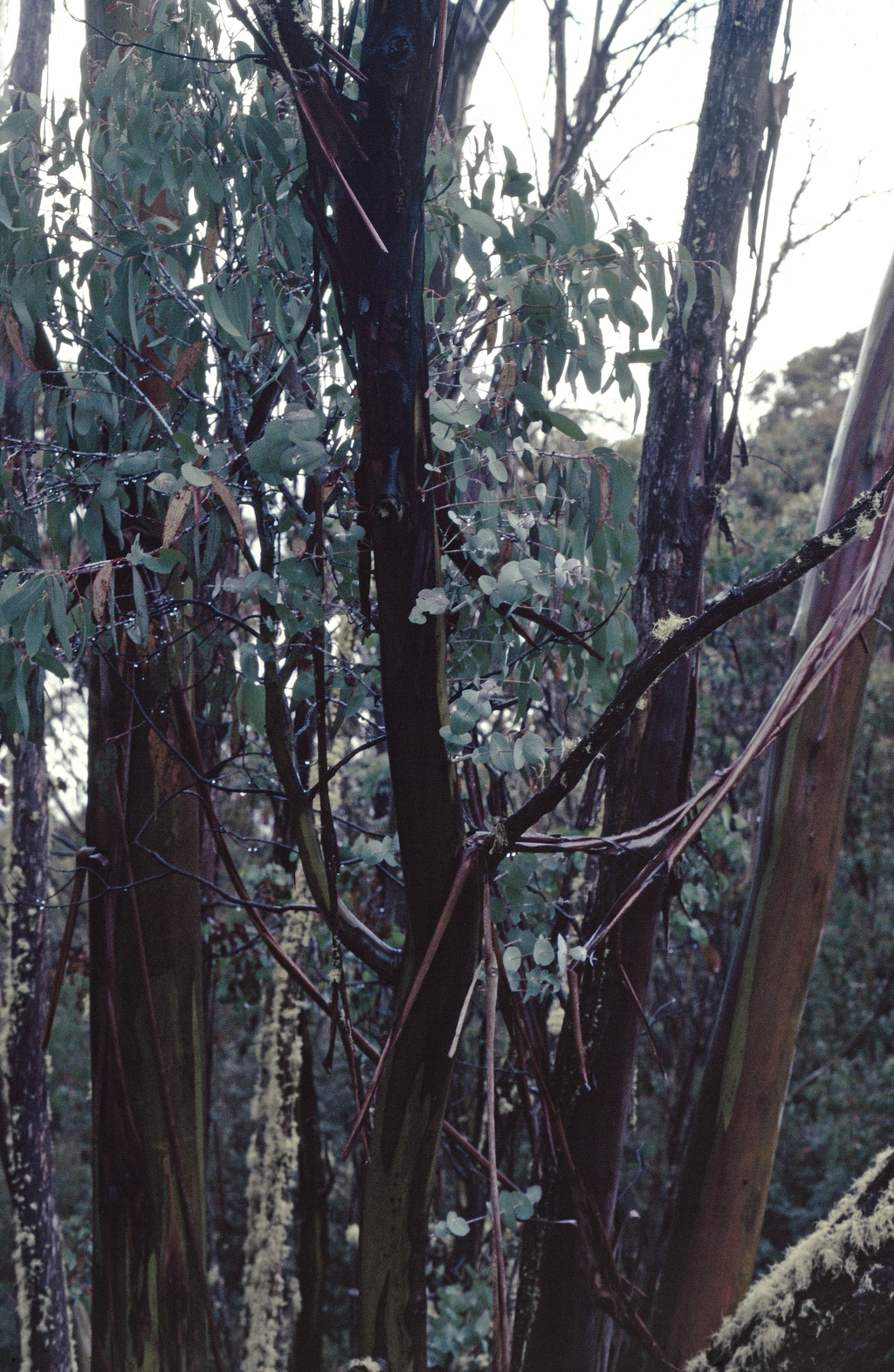 Eucalyptus perriniana (hero image)