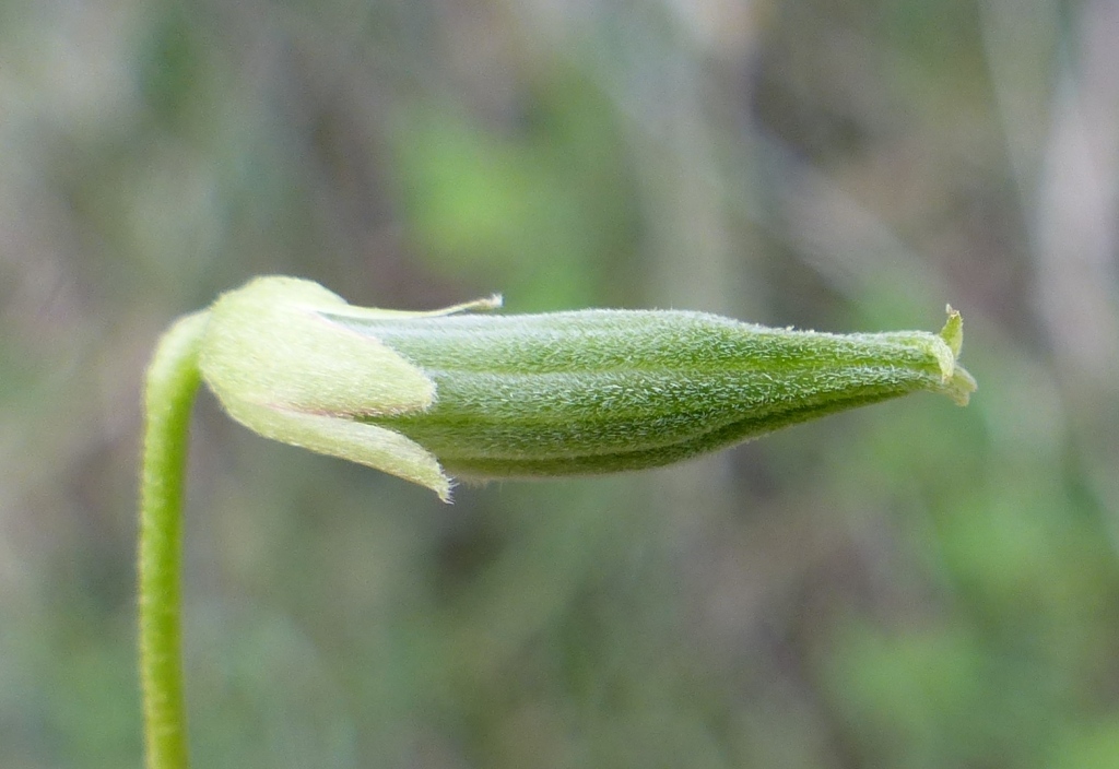 Oxalis perennans (hero image)