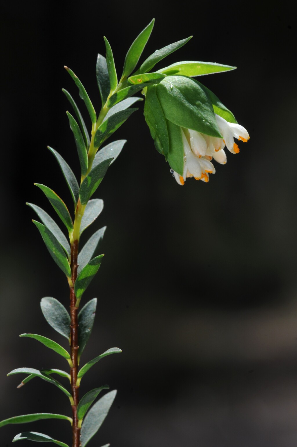 Pimelea pagophila (hero image)