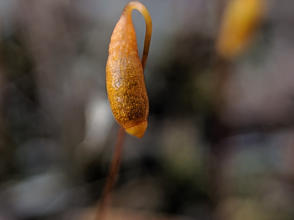 Rosulabryum billarderii (hero image)