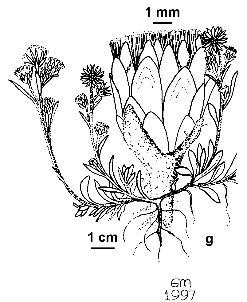 Argyrotegium mackayi (hero image)